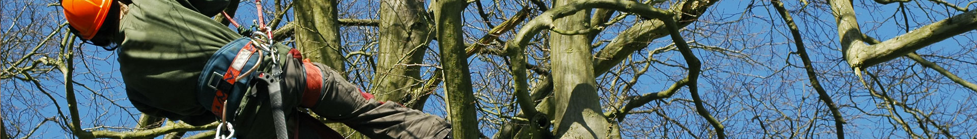 Commercial Tree Services North Devon UK
