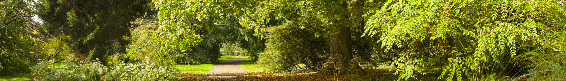 Tree Surgeons Bideford Barnstaple North Devon