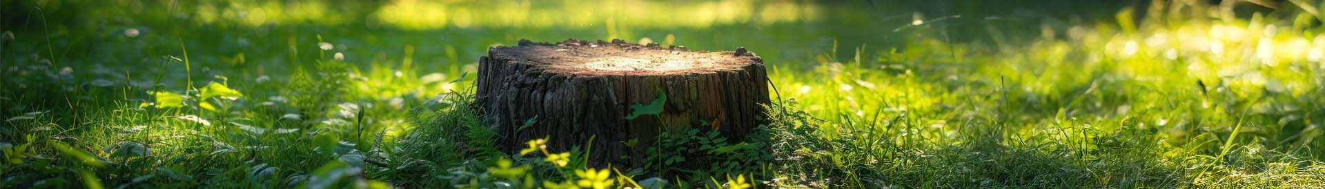 Tree Stump Grinding Bideford North Devon