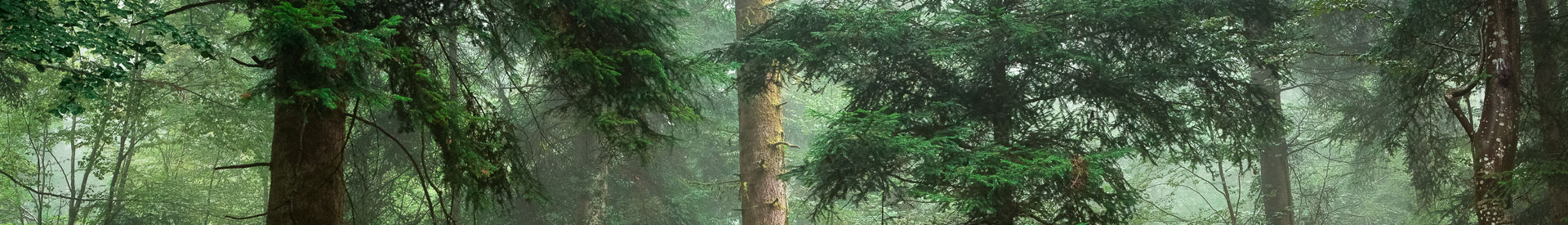 Tree Surgeons Bideford Barnstaple